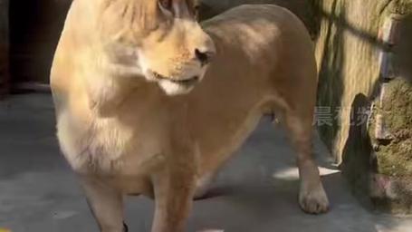 柯基狮子爆红，短腿魅力席卷动物园