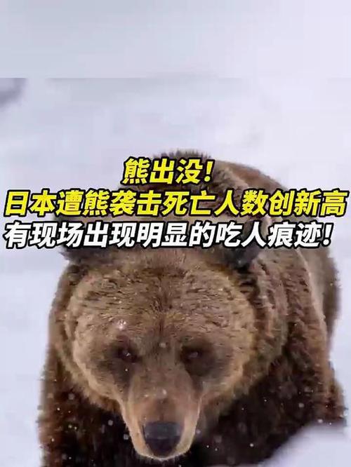 日本熊灾现场出现吃人迹象