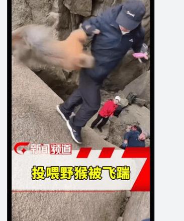 驴友投喂野猴遭飞踹，山坡惊魂一刻