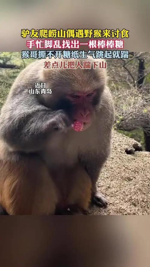 驴友投喂野猴被飞踹 差点摔下山坡