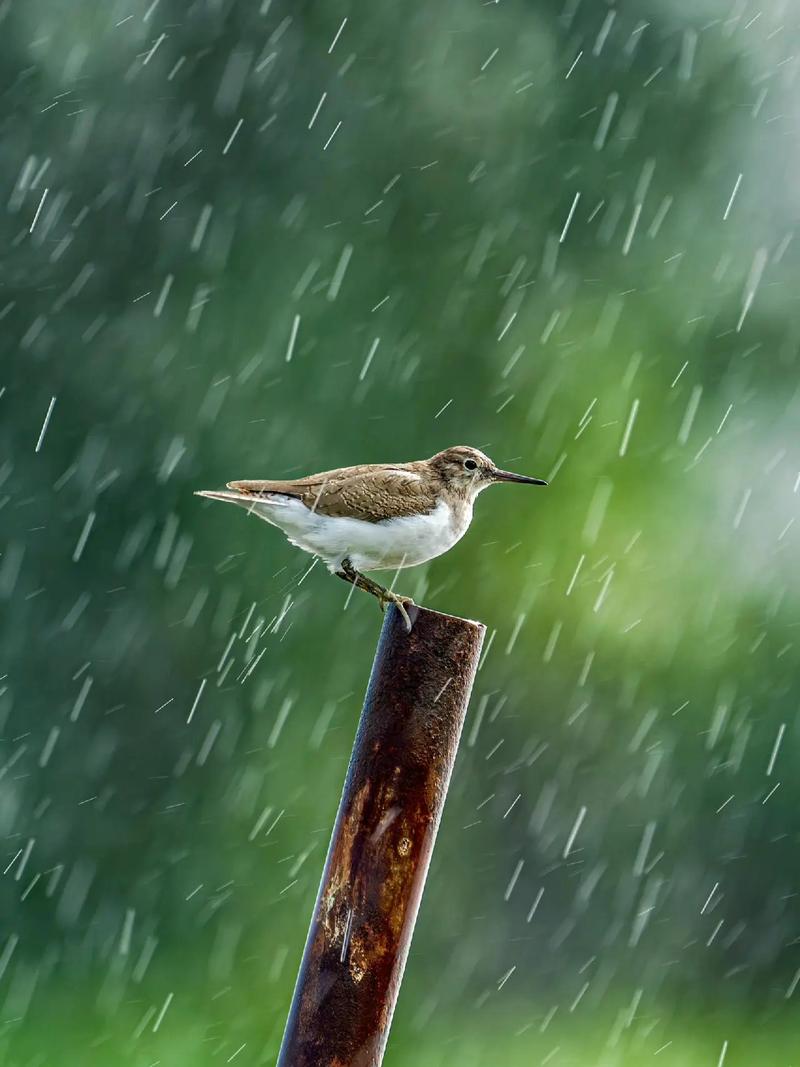 下雨天鸟类行为揭秘，它们都在做些什么？