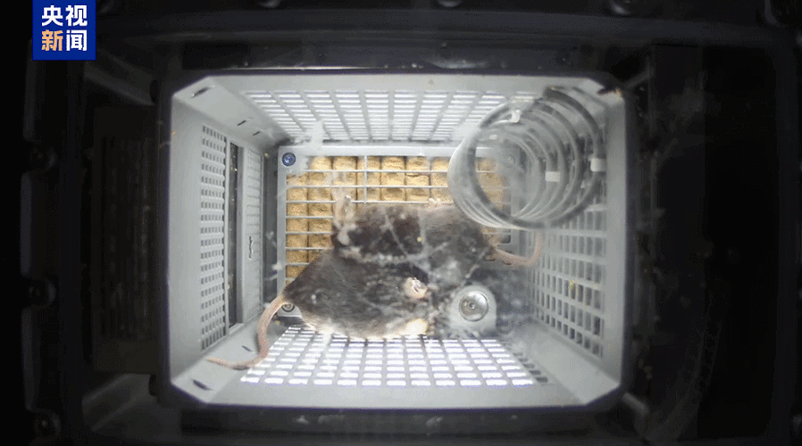 四只小鼠入驻空间站状态良好