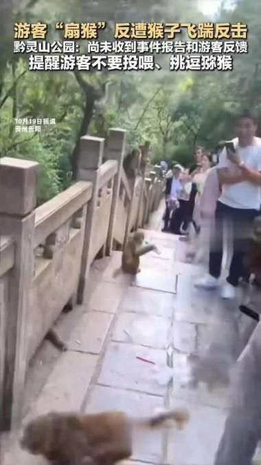 驴友投喂野猴被飞踹 差点摔下山坡