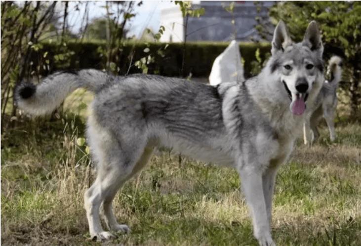 双鸭山尖山区回应野狼出没传闻，真相揭秘与公众安全保障行动