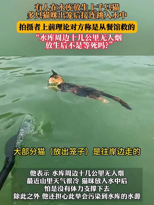 水库放生猫 这哪里是“善”
