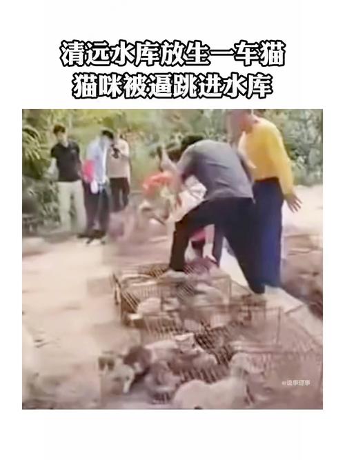 水库放生猫 这哪里是“善”
