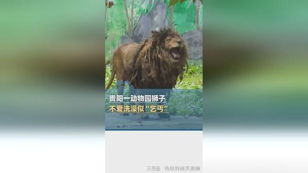 非洲狮“小毛”因情绪稳定火出圈