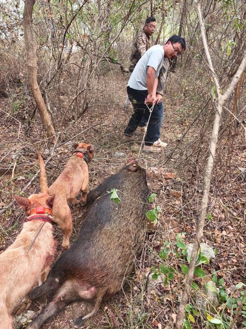 张家界荒野求生选手抓野猪吃到流油