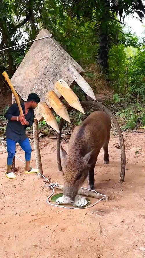 张家界荒野求生选手抓野猪吃到流油