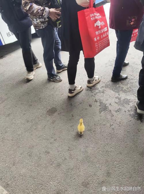 女子在小区里遛企鹅 社区：违法