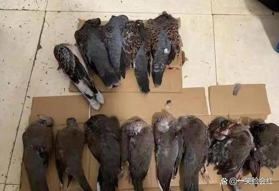 男子下班弹弓打鸟被控刑事犯罪