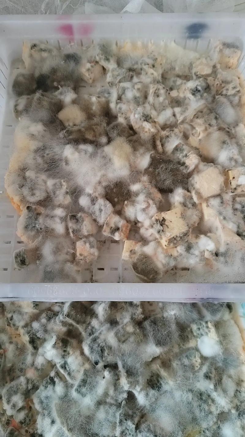 网购豆腐乳里现多条蛆虫蠕动