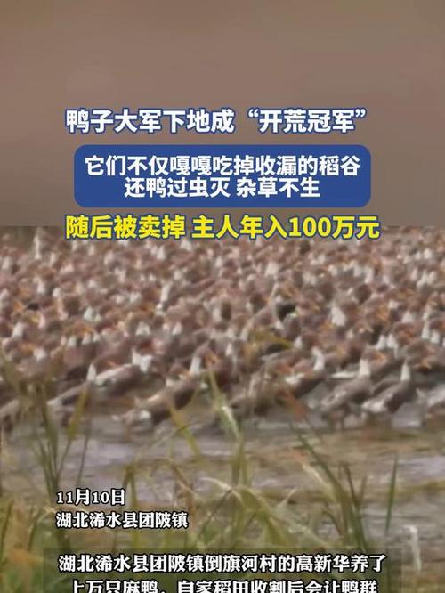 鸭子大军成开荒冠军，地面征服者