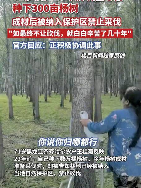 农户种树响应号召，成材后遭遇采伐禁令的困境