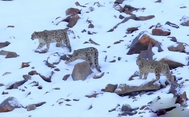 新疆民警记录雪豹狩猎北山羊全过程