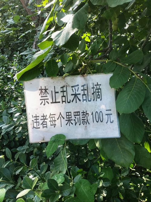 农户响应号召种树 成材后被禁止采伐