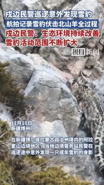 新疆民警记录雪豹狩猎北山羊全过程，珍贵生态瞬间揭示自然法则