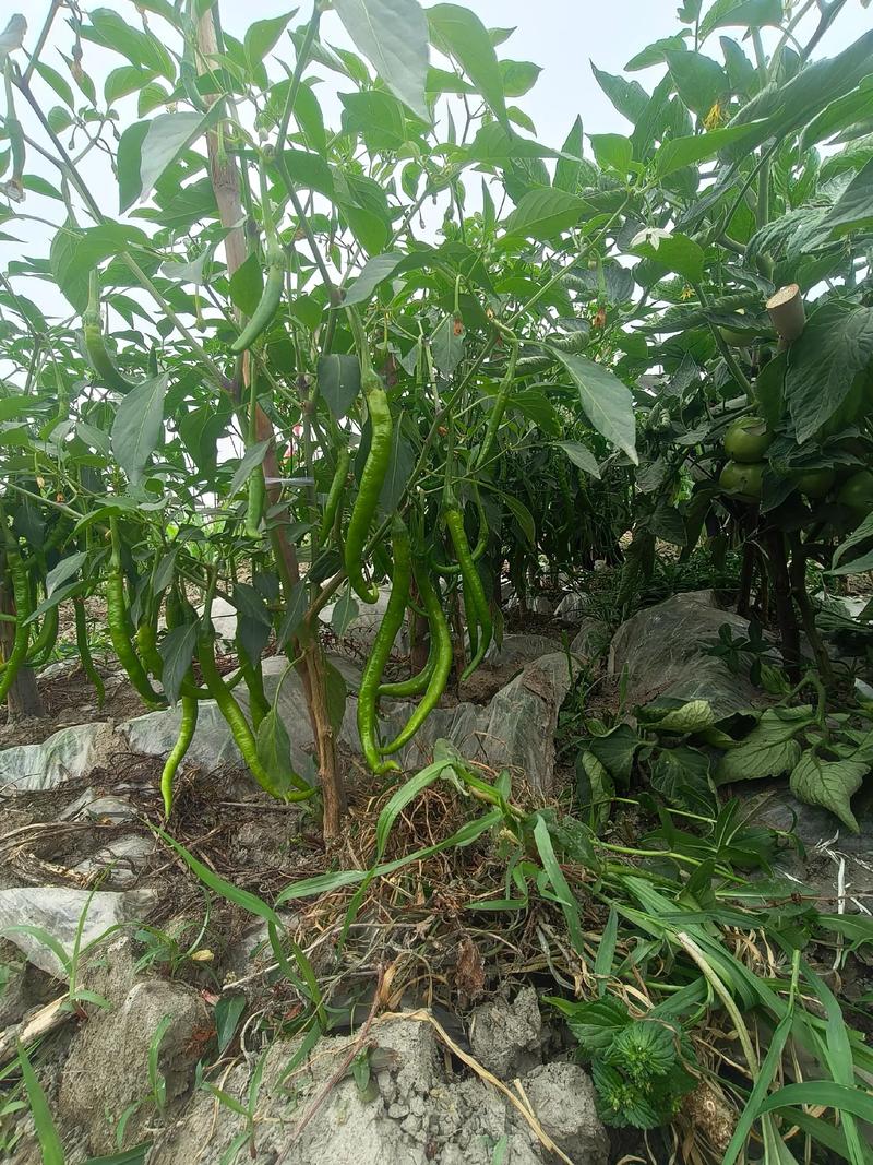 “陕西咸阳千亩辣椒免费摘”不实