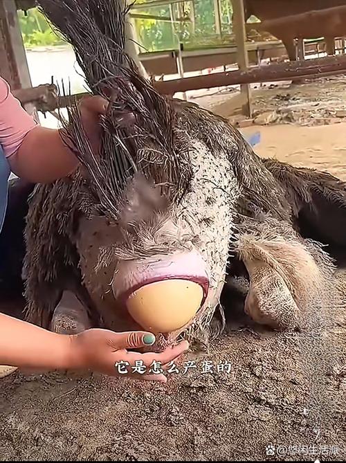 动物园鸵鸟好奇翻垃圾桶，饲养员解释，纯属好奇行为