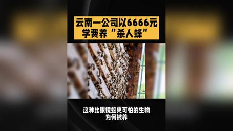 央视揭秘，6666元养杀人蜂包教包会课程曝光
