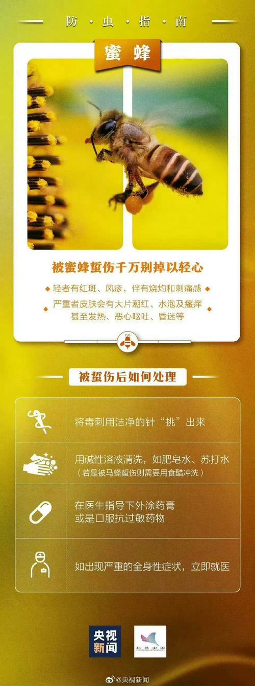 央视曝光6666元包教包会养杀人蜂