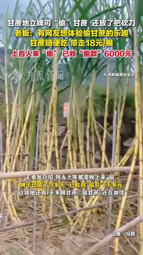 自助偷甘蔗体验，倡导节约，杜绝浪费