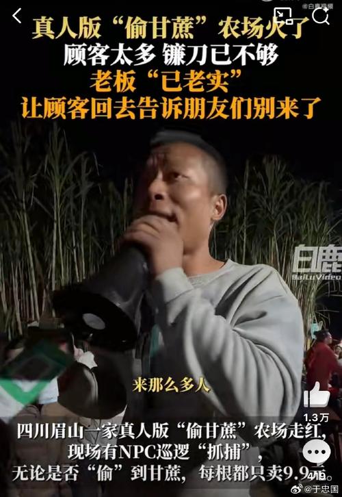 自助偷甘蔗农场火爆引老板无奈应对