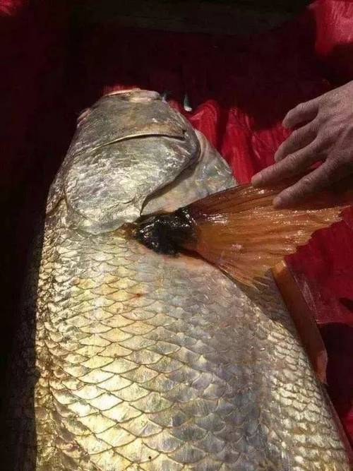 男子钓获神秘物品，竟是108发子弹疑团揭秘