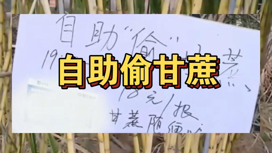 自助“偷甘蔗”老板请游客不要浪费